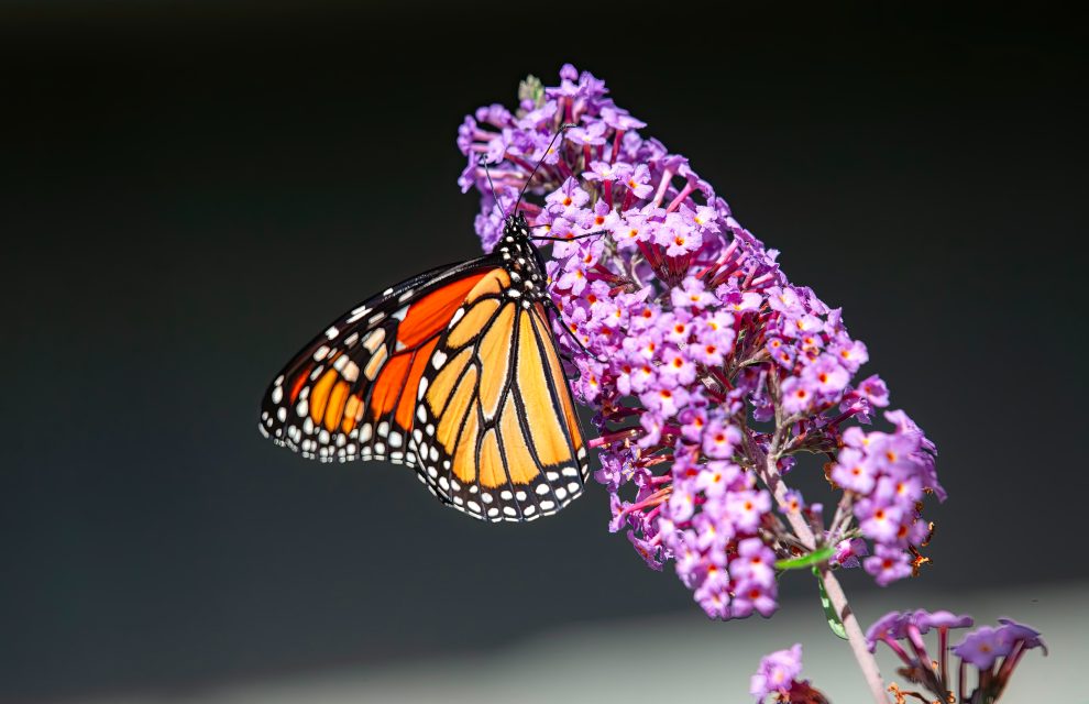 It’s a time of metamorphosis for Service with a HUG